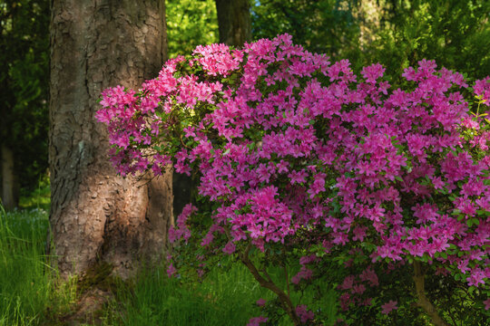 Leuchtender Strauch mit pink bl&uuml;hende Azalee im Park unter B&auml;umen