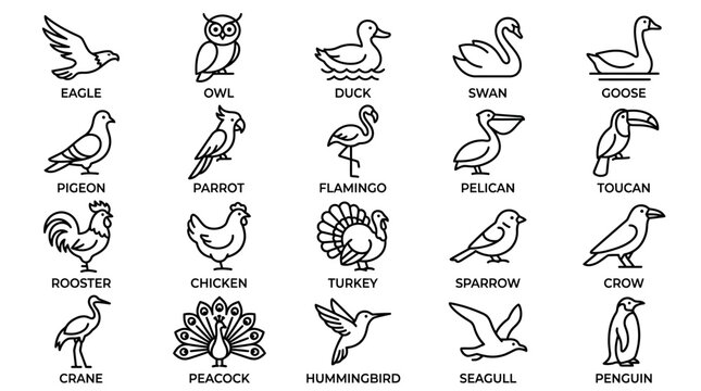 Various types of birds illustrated.