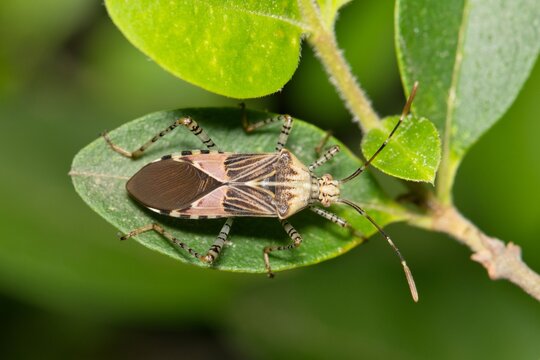 Spot-sided coreid Hypselonotus punctiventris leaf-footed bug on plant nature pest control.