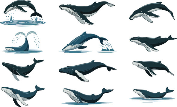 Set of humpback whales in various poses including swimming, jumping, and spouting water from blowhole.