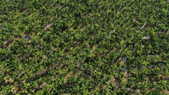 Aerial top view of traditional raised-bed agricultural farm with ditches and betel nut palm trees in Chachoengsao, Thailand.