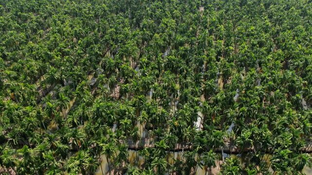 Aerial top view of traditional raised-bed agricultural farm with ditches and betel nut palm trees in Chachoengsao, Thailand.