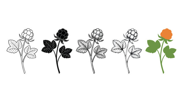 Botanical cloudberry illustrations depicting various artistic styles such as line art, silhouette, engraving, stippling, and flat graphic design.