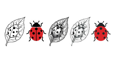 Fototapeta premium Ladybugs, ladybirds, and leaves illustrated in various artistic styles, showcasing different drawing techniques from flat design to detailed engraving and stippling.