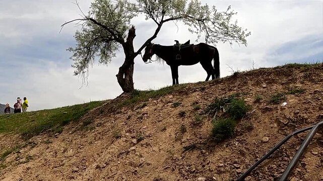 Saddled horse standing under a blooming tree on a hill near Charvak, Uzbekistan