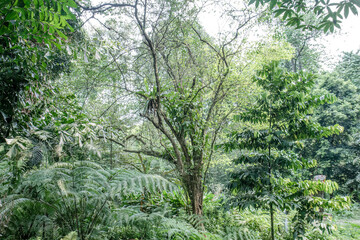 Fototapeta premium Fern understory scene suits habitat education content. Layered woodland plants support eco resort brochures. Green jungle floor fits biodiversity campaign assets