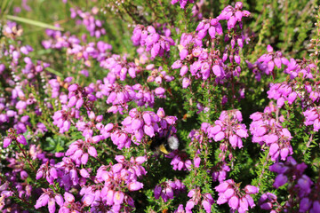 Fototapeta premium Heather flowers in the meadows of Ireland 