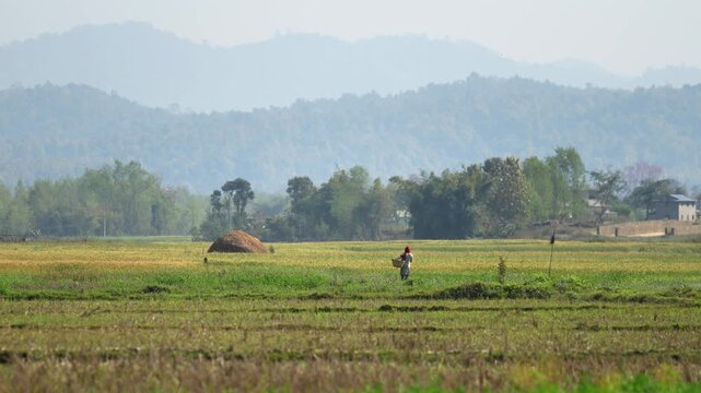 Dang, Nepal - 07 January 2024: View of a person walking through rural agricultural fields with misty mountains in the background.