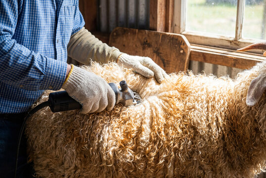 Farmer shearing angora goat for mohair wool fiber