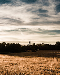 Naklejka premium Scenic countryside landscape of a golden cereal field stretching to the horizon under a beautiful blue sky with wispy white clouds