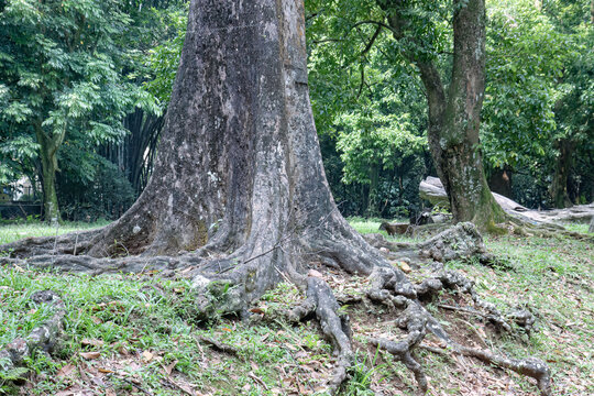 Massive buttress trunk with rugged exposed roots Ancient tree base showing strength and scale Forest detail for heritage nature projects