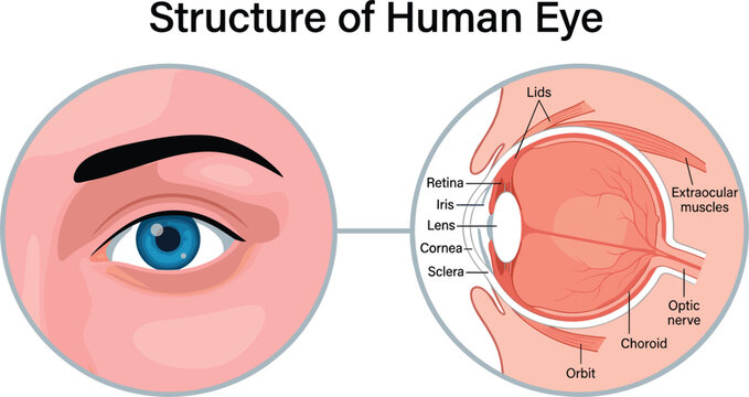Structure Of Human Eye Anatomy Diagram Cross Section Labeled Ophthalmology Educational Vector Chart,