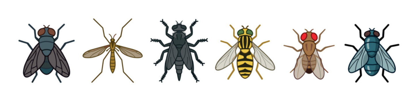 Collection of six different common flying insects, including various flies and a mosquito, presented in a vibrant cartoon illustration.