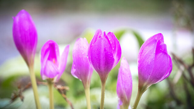 Delicate purple colchicum flowers with rain drops on petals on blurred green background, autumn garden floral portrait
