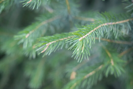 Background of green branches of the Christmas tree