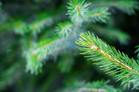 Background of green branches of the Christmas tree