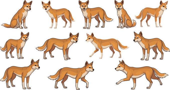Wild dingo dog cartoon character vector collection with standing, walking and sitting Australian animal illustrationsWild dingo dog cartoon character vector collection with standing, walking and sitti