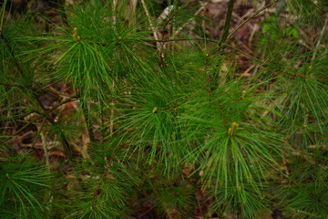 Fototapeta premium A high-angle close-up shot capturing the vibrant green needles of a young white pine tree in a forest setting with a blurred ground background