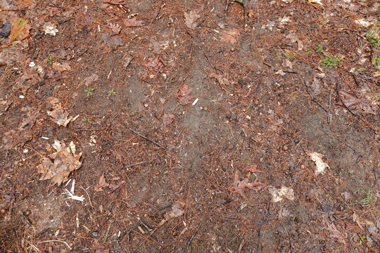 Top-down view of a forest floor covered in brown pine needles dry oak leaves small twigs and scattered acorns on damp soil