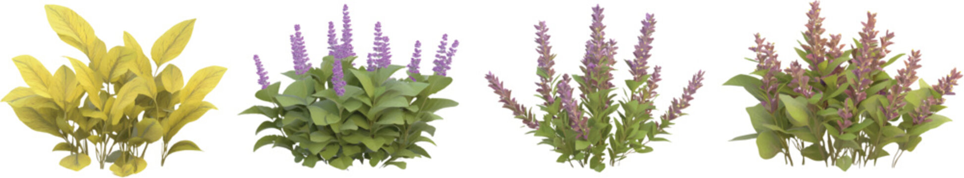 3d realistic model of four different types of sage plants with yellow leaves and purple flowers, on a transparent background