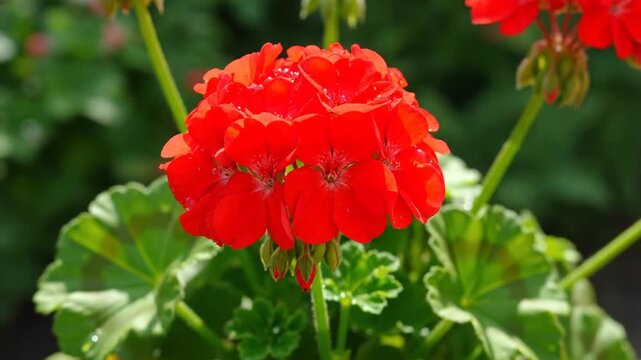 Closeup of a beautiful red geranium flower blooming in a summer garden. Bright scarlet pelargonium petals with fresh morning dew. Panoramic banner for botanical concepts