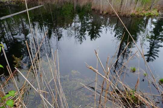 A swampy pond reflect trees in its dark still water framed by dried reeds and aquatic vegetation in the foreground