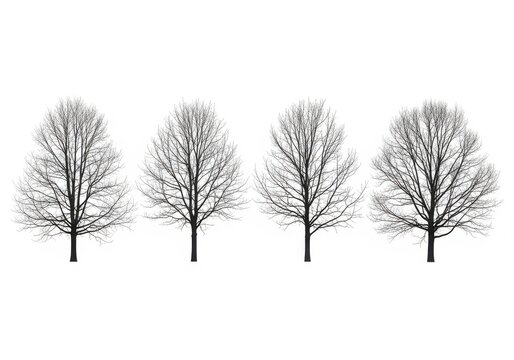 Four bare deciduous trees in winter season isolated on white background