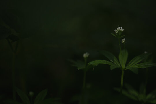 Dark natural background with a plant, wildflower, and copy space. Summer.
