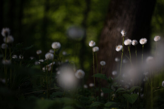 A summer natural landscape with flowers against a forest or park backdrop. A dark spring background with dandelions.