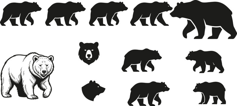 Bear silhouettes and realistic bear illustration collection in multiple poses for wildlife design and creative projects