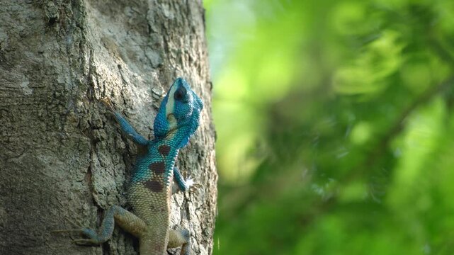 Blue lizard reptile climbing tree bark in green forest habitat, wildlife nature scene with textured rough bark, blurred background, vivid color camouflage