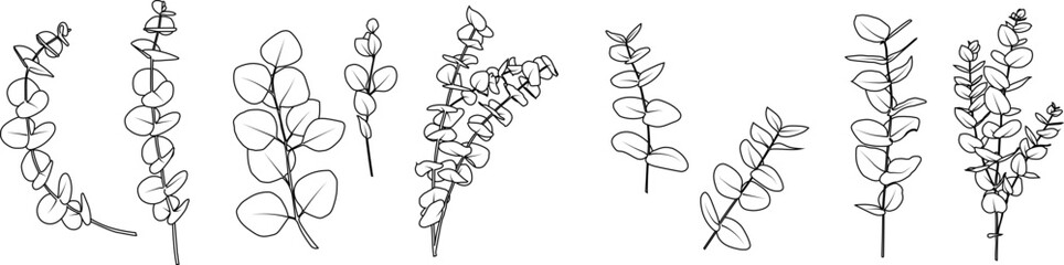 Minimalistic set of eucalyptus outline drawings Collection of botanical eucalyptus branches Set of hand-drawn eucalyptus leaves Set of eucalyptus outline drawings © Светлана Кушнир