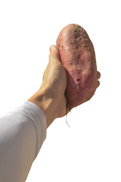 M&atilde;o e bra&ccedil;o em fundo transparente segurando uma grande batata doce de casca roxa, colheita da raiz/tub&eacute;rculo