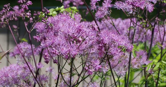 Thalictrum aquilegiifolium | Meadow rue - Spanish tuft - Feathered columbine. Showy clusters of airy pink flowers atop panicles and  lacy bluish-green leaves with frilled leaflets 
