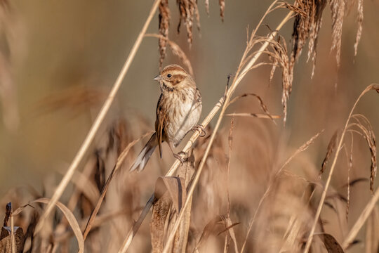 Reed bunting female perched on reeds in a reed bed
