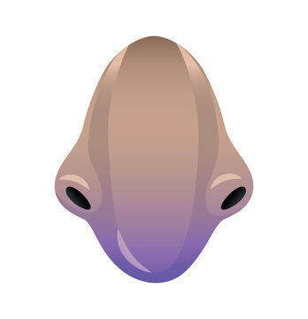 Vector illustration of an anatomical large human or animal nose with nostrils. Facial feature design element isolated on white background.