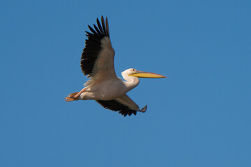 Fototapeta premium A Pelican in Flight