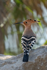 A Eurasian Hoopoe © Moshe Einhorn