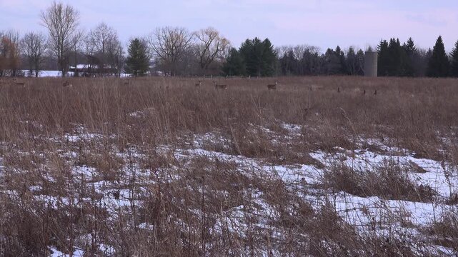 A wide landscape shot of a herd of white-tailed deer with wild turkeys scattered across a dry, brown overgrown winter field with patches of snow and a concrete silo in the background.