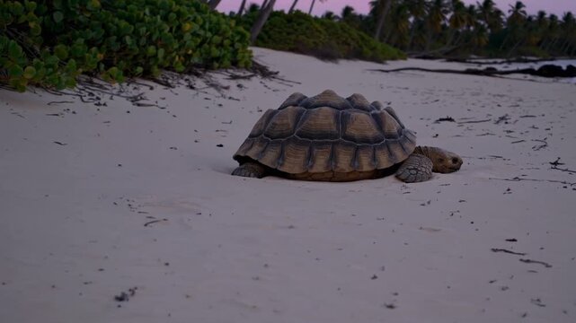 Giant tortoise walking across white tropical beach near coastal vegetation at dusk.