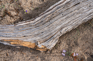 Fototapeta premium Weathered Driftwood Texture on Sand with Small Wildflowers