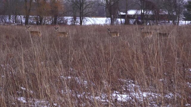 White-tailed deer looking toward the camera from a snow-dusted field of dry brown winter grass, with a building in the background. The herd of deer jog off out of frame during a light snowfall.