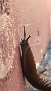 Macro of brown Spanish slug Arion vulgaris crawling on wooden fence. Large slimy gastropod mollusk pest closeup.