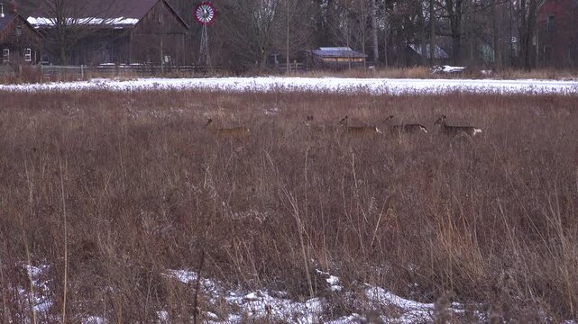 A wide shot of a herd of white-tailed deer navigating a snowy, overgrown field of dry winter grass, with an old rustic wooden barn, outbuildings, and a metal windmill in the background.