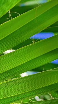 Palm leaves in the blue sky. High quality 4k footage