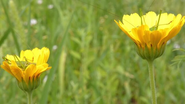 Yellow calendula flowers with small green insect on stem in lush green meadow grassland, soft light, wide shot, natural habitat. Interconnection and Sustainability.