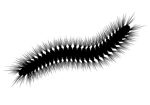 Black caterpillar with long hairs.