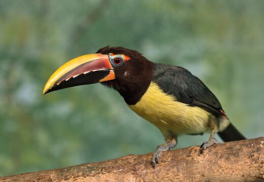 Green aracari