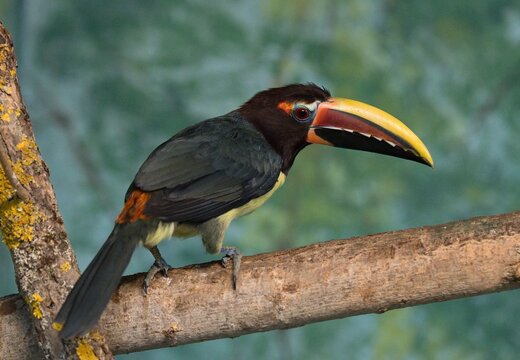Green aracari
