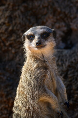 Fototapeta premium Standing meerkat gazes upward with alert, curious eyes